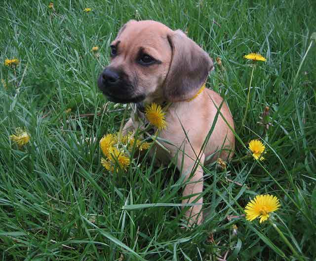 Puggle vs Pug Shedding