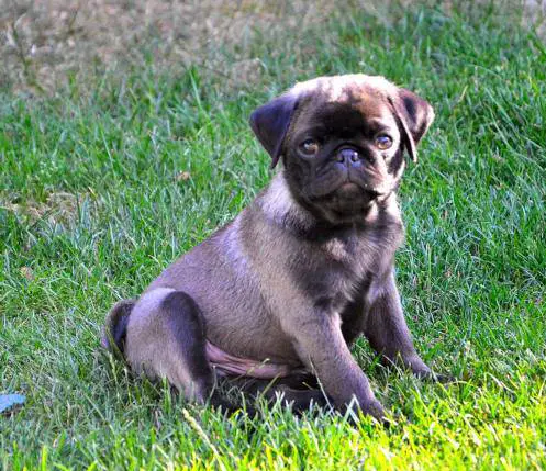 black and tan pug puppies for sale