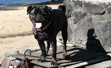 Where to find black pug