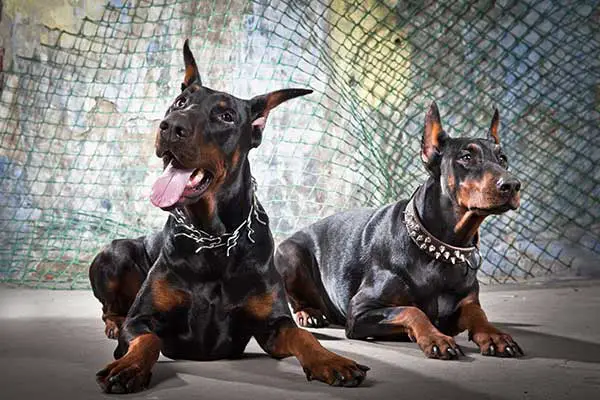 2 cute doberman dogs