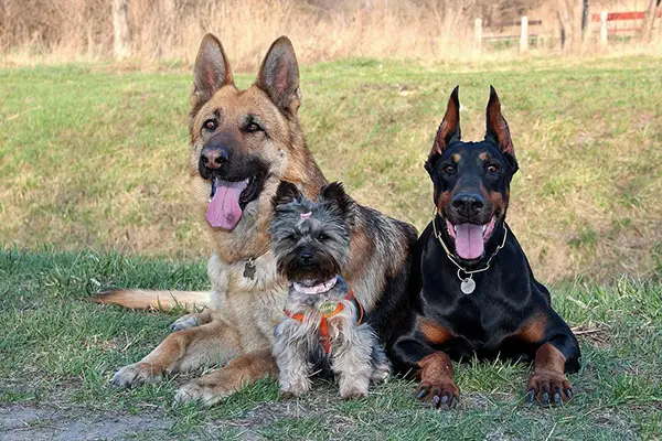 Doberman and German Shepherd on Grass