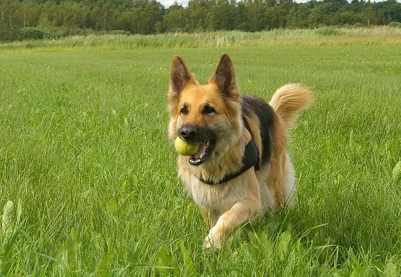 German Shepherd Playing