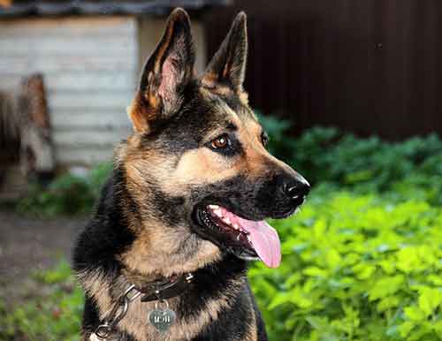 German Shepherd Pros And Cons