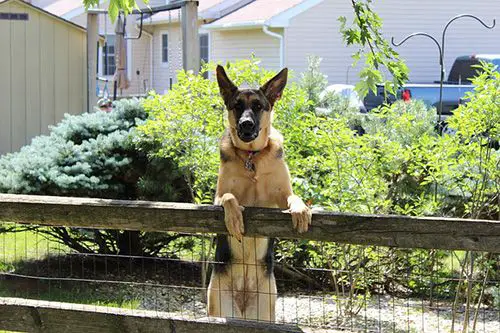 German-shepherd-Guard-Dog