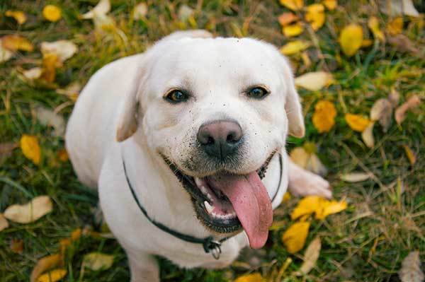 Labrador retriever history