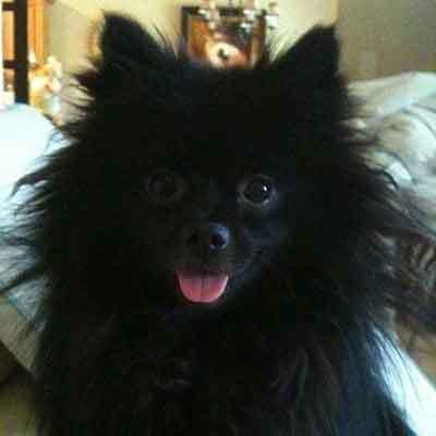 black pom dog