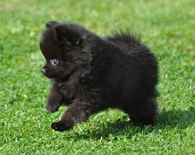 black Pomeranian info