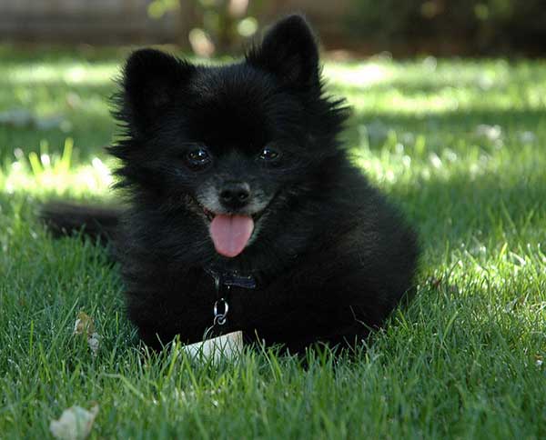 Black Pomeranian on grass