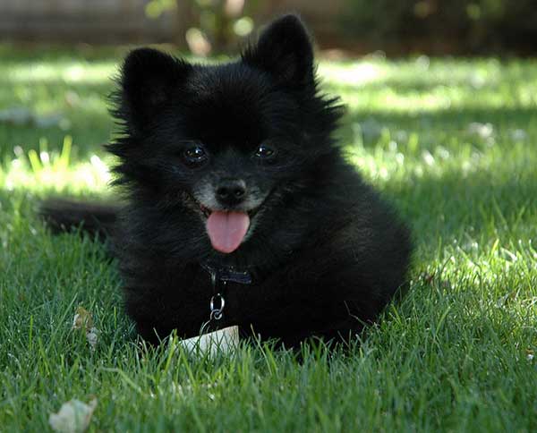 black pomeranian adult