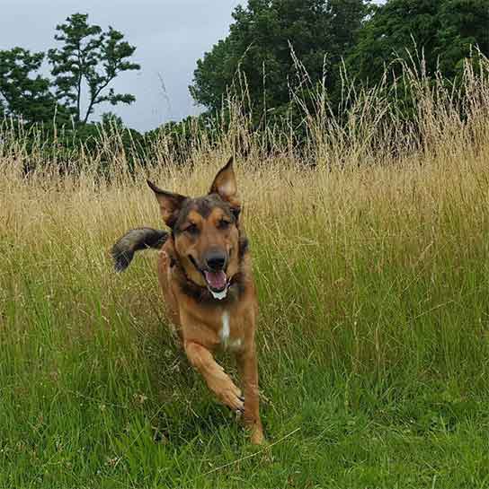 border collie german shepherd mix temperament