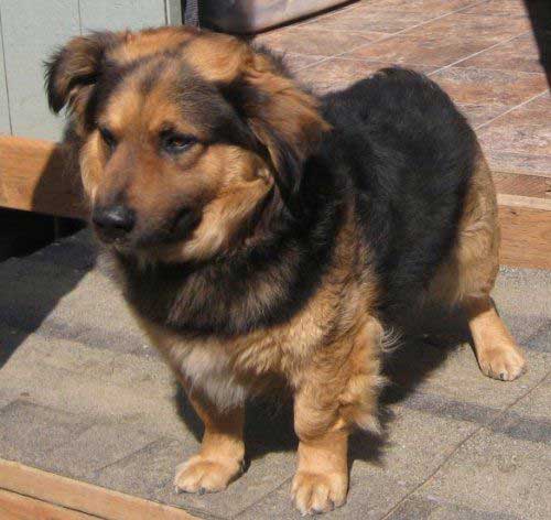 corgi german shepherd cross