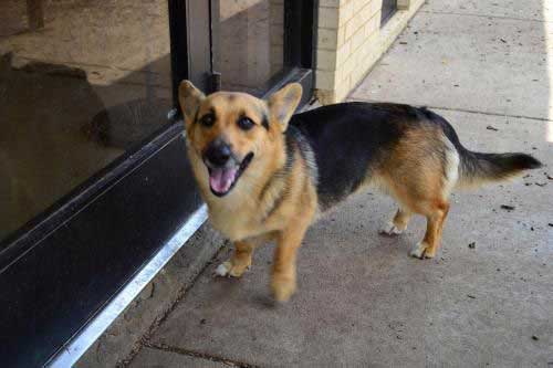 german shepherd corgi mix