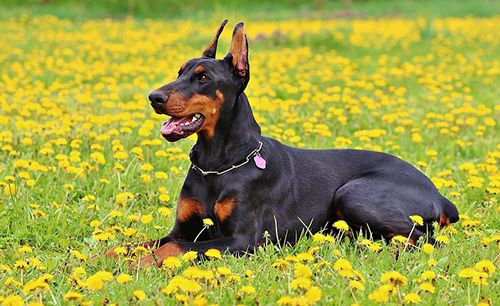 doberman-siting-in-field