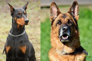 Doberman Vs German Shepherd: Which Is Right For You?