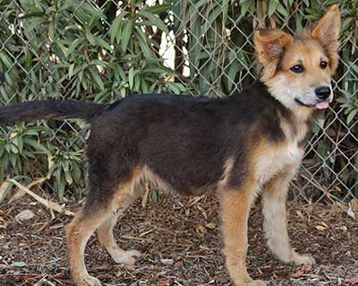 German Shepherd Border Collie Mix Puppy