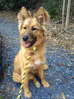 Collie Mixed With German Shepherd