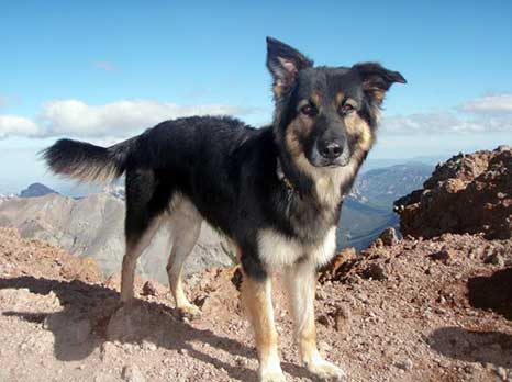 border collie mixed with german shepherd