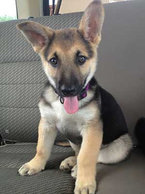 teacup german shepherd