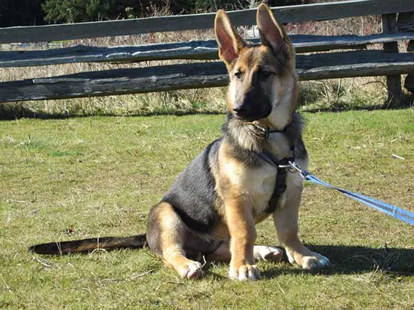 dwarf german shepherd for adoption