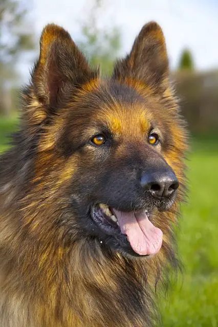 The Long Haired German Shepherd- An Elusive & Exotic Breed