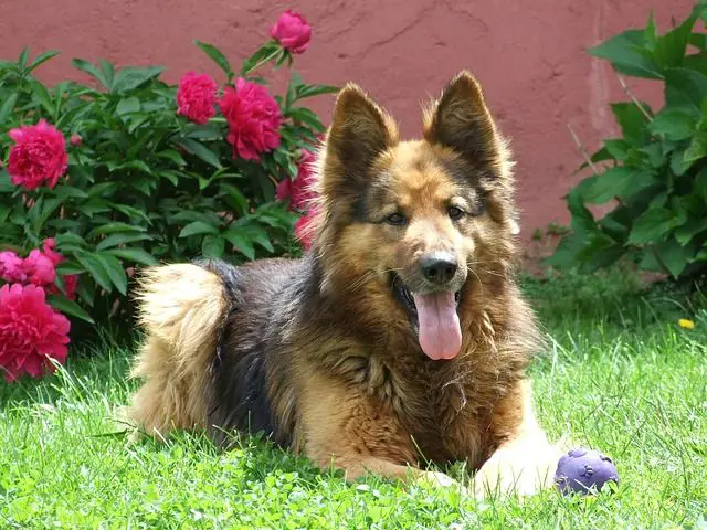 Long Haired German Shepherd in Garden