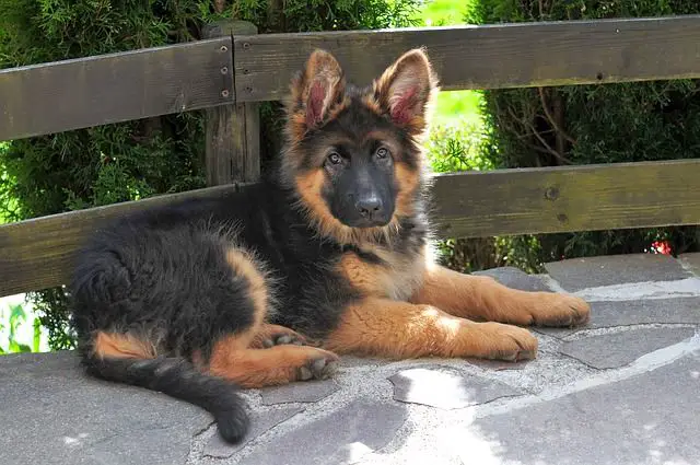 The Long Haired German Shepherd An Elusive Exotic Breed