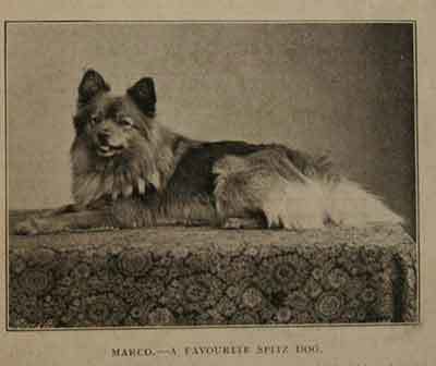 macro queen Victoria's Pomeranian dog