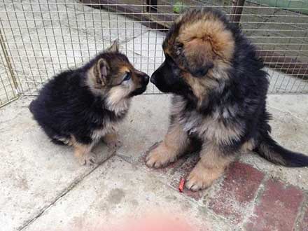 little gsds with dwarfism