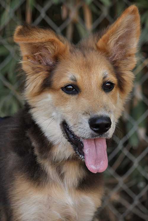 Shepherd Collie Mix Puppy