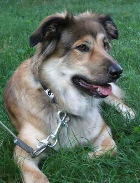 Shollie collie shepherd mix personality