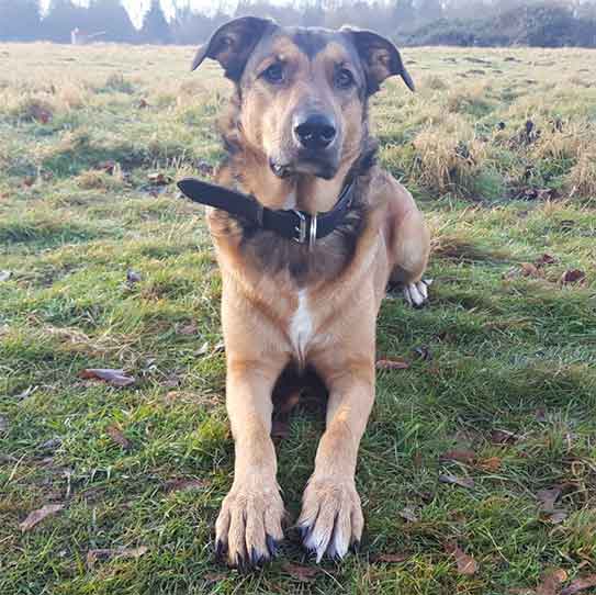 Shollie german shepherd collie Mix