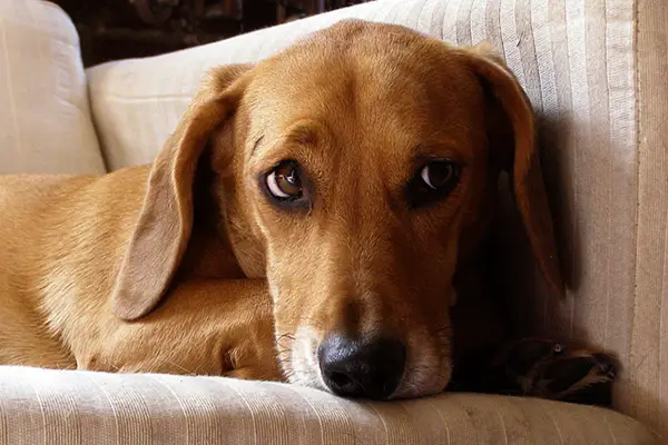 The Dachshund Beagle Mix Understanding This Playful Hybrid