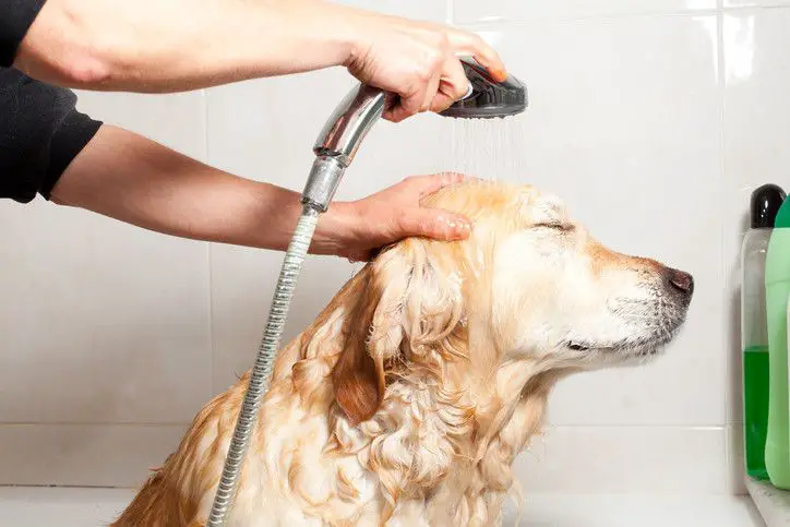 Baby Shampoo For Dogs