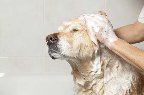 Is Human Shampoo Safe For Dogs
