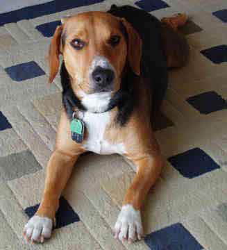 dachshund mixed with beagle