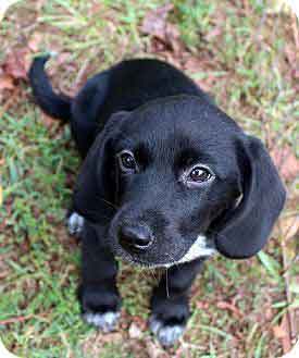 black beagle dachshund mix