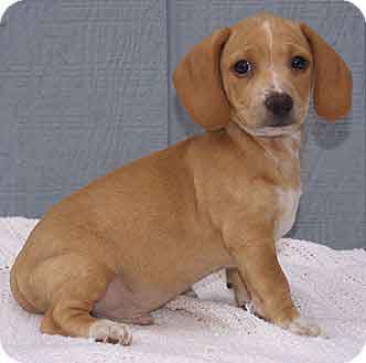 brown dachshund beagle mix