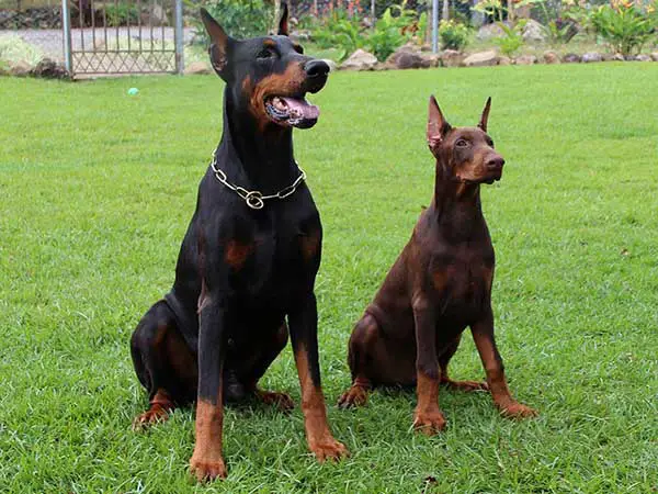 melanistic red doberman