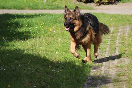 German shepherd Average Life expectance