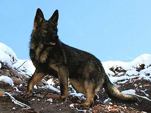 The Rise And Fall Of The DDR German Shepherd