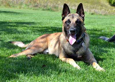 belgian malinois characteristics