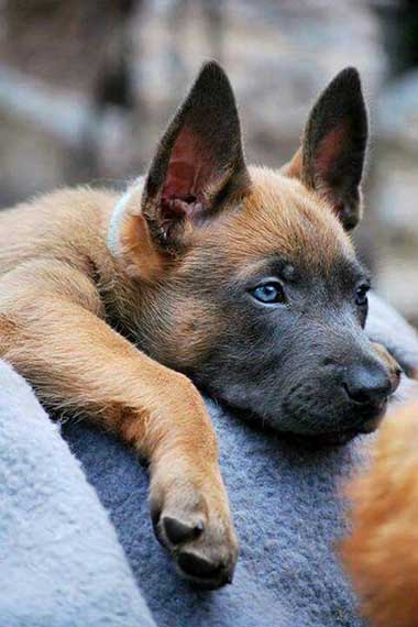 belgian malinois puppy