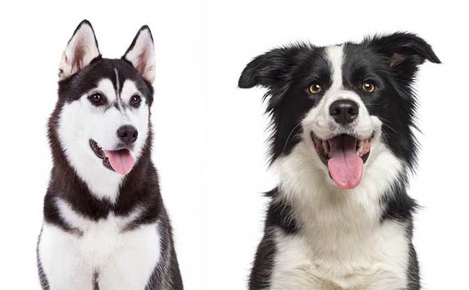 All About The Border Collie Husky Mix (Border Husky) With Pictures