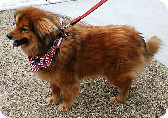 pomeranian australian shepherd cross