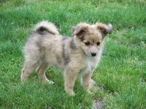 The Pomeranian Australian Shepherd Mix: Much More Than Just A ...