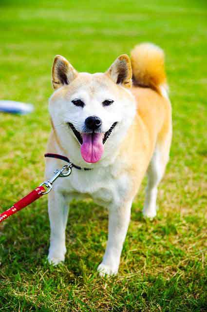 Shiba inu shedding guide