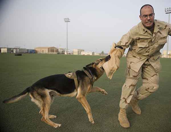 Bite Inhibition Training German Shepherd