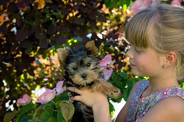 do yorkshire terriers shed