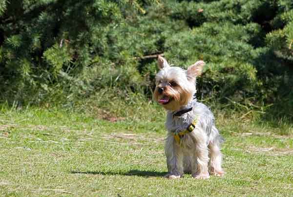 do yorkies pee in the house