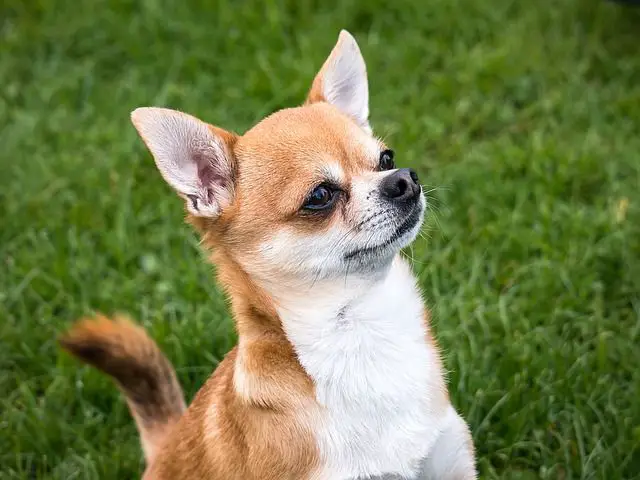 picture of an apple head chihuahua